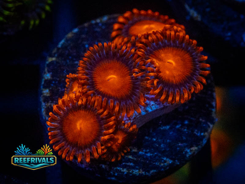 TSA BamBam Zoa coral image from ReefRivals, listed as Zoanthus sp. and Zoas