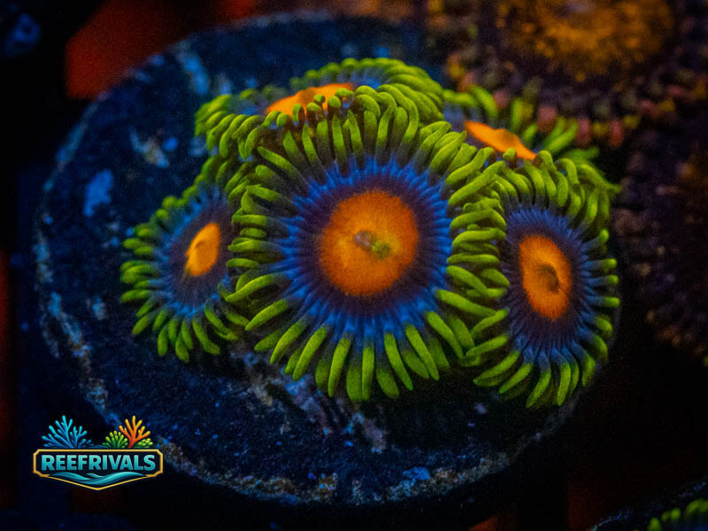TSA Super Saiyan Zoa coral image from ReefRivals, listed as Zoanthus sp. and Zoas
