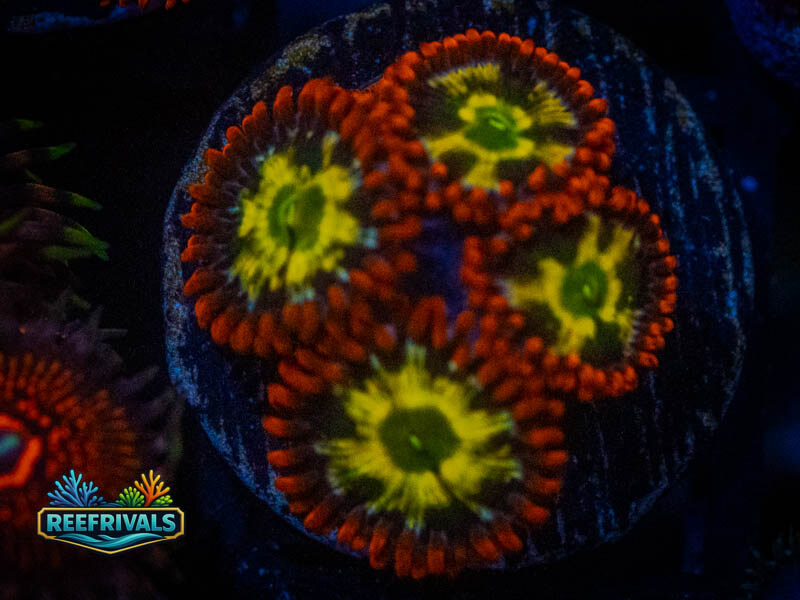 Flaming Fireballs Zoa WYSIWYG coral image | ReefRivals Flaming Fireballs Zoa coral image from ReefRivals, listed as Zoanthus sp. and Zoas