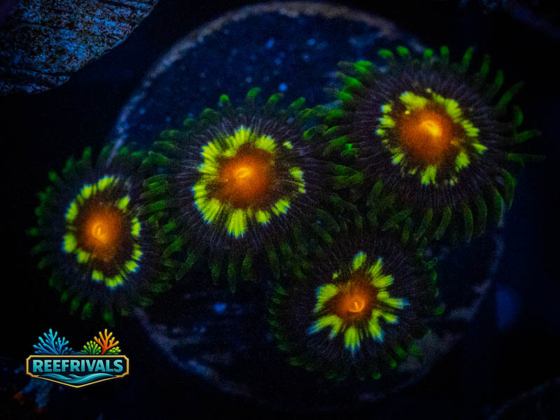 TSA Daisy Cutter Zoa coral image from ReefRivals, listed as Zoanthus sp. and Zoas