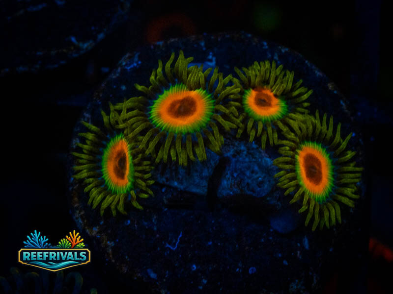 TSA Rasta Zoa coral image from ReefRivals, listed as Zoanthus sp. and Zoas
