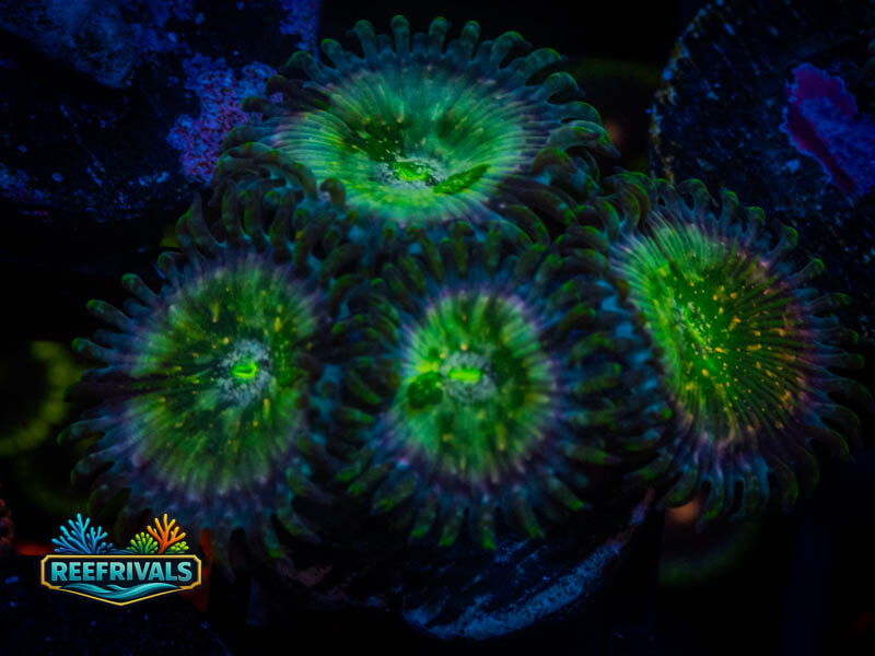 WWC Hawaiian Ding Dang Zoa coral image from ReefRivals, listed as Zoanthus sp. and Zoas