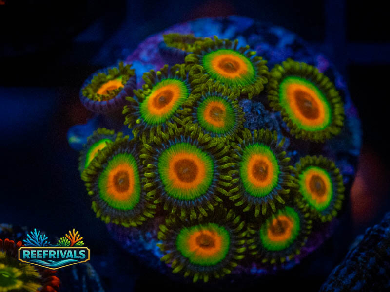 TG Rasta Zoar WYSIWYG coral image | ReefRivals TG Rasta Zoar coral image from ReefRivals, listed as Zoanthus sp. and Zoas