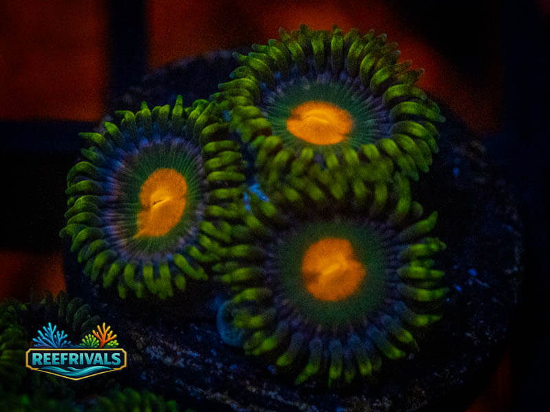 TSA Green Bay Packers Zoa coral image from ReefRivals, listed as Zoanthus sp. and Zoas