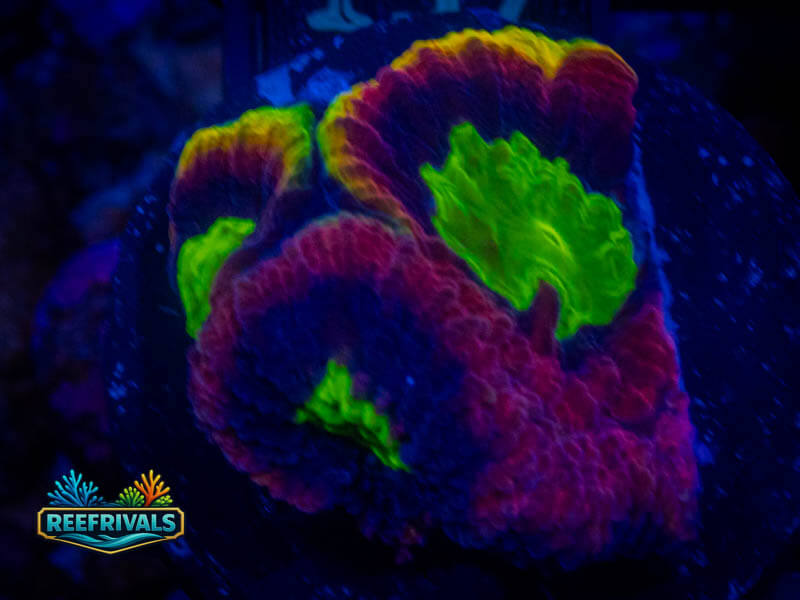 TSA Dragon Soul Favia coral image from ReefRivals, listed as Favia sp. and Favias