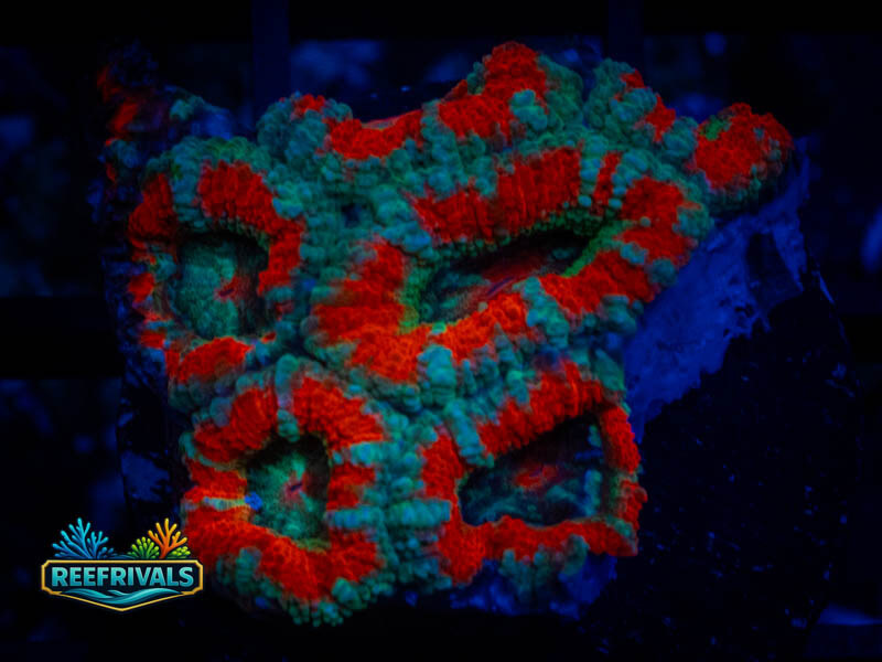 Australia Bright Striped Acan coral image from ReefRivals, listed as Micromussa sp. and Acans