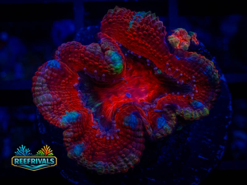 WWC Fireball Aussie Acan coral image from ReefRivals, listed as Micromussa sp. and Acans