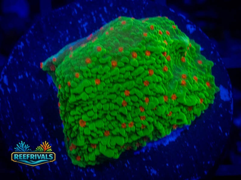TSA Seasons Greetings Monti coral image from ReefRivals, listed as Montipora sp. and Montis