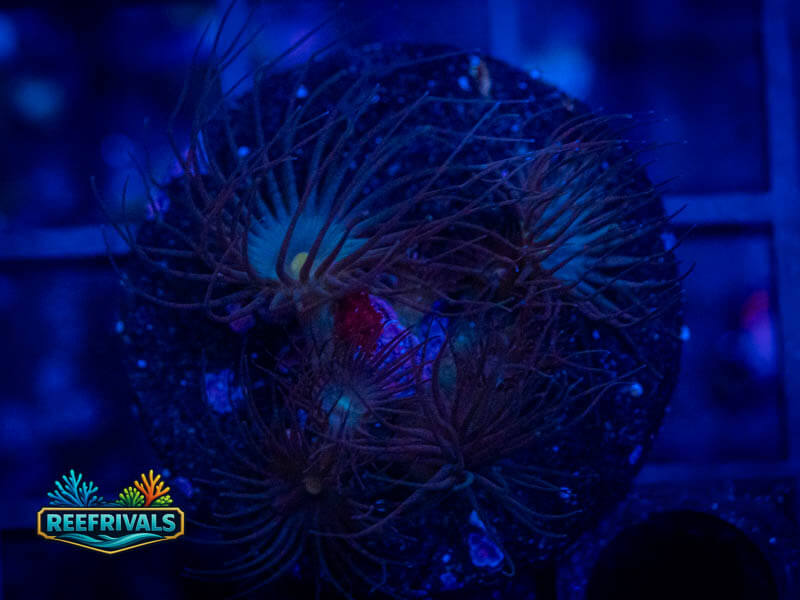 TG Yellow Polyps coral image from ReefRivals, listed as Zoanthus sp. and Zoas