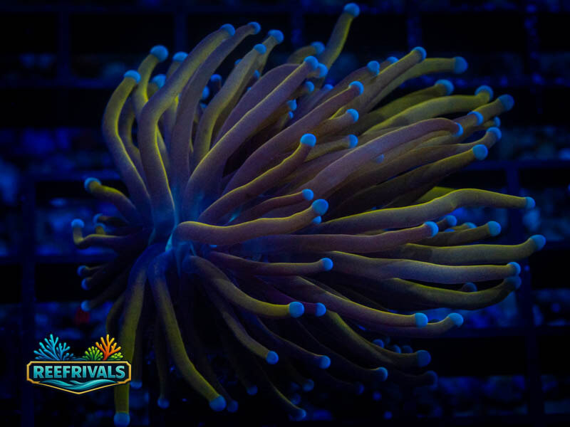 TSA Jester Insanity Torch WYSIWYG coral image | ReefRivals TSA Jester Insanity Torch coral image from ReefRivals, listed as Euphyllia glabrescens and Torches