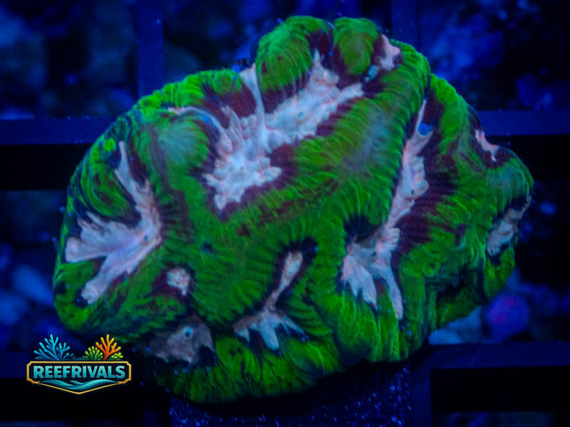 RS Pink Valley Maze Platy coral image from ReefRivals, listed as Platygyra sp. and Encrusting