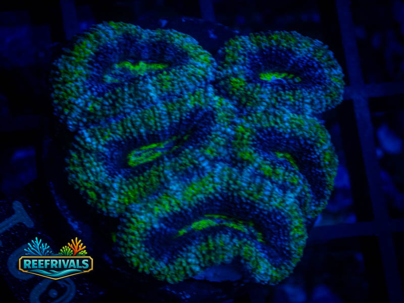WWC Grapevine Aussie Acan coral image from ReefRivals, listed as Micromussa sp. and Acans