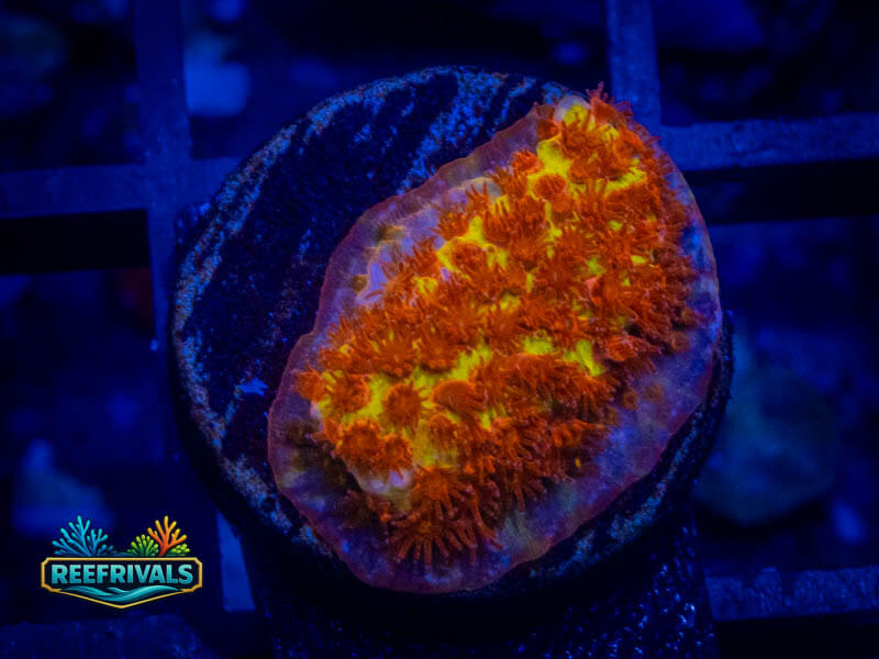 JF Burning Banana Stylo coral image from ReefRivals, listed as Stylocoeniella spp. and Encrusting