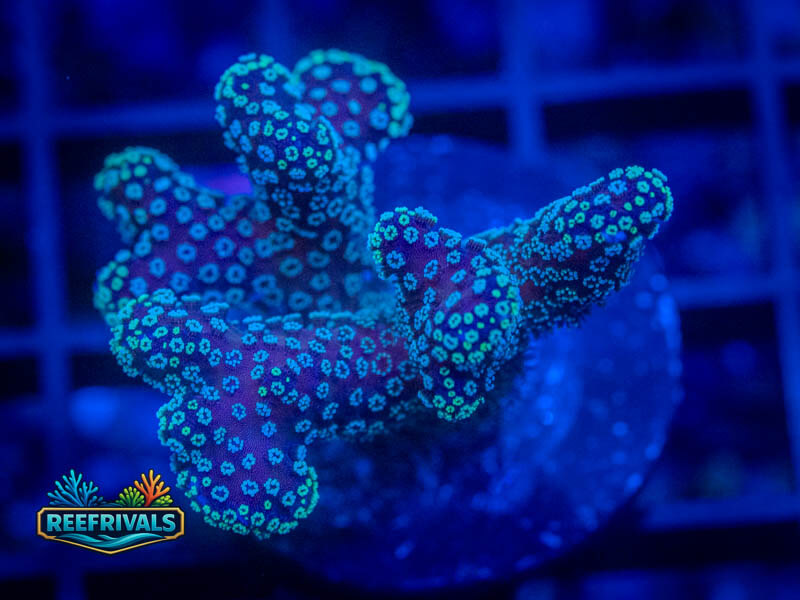 VA Rainbow Stylo WYSIWYG coral image | ReefRivals VA Rainbow Stylo coral image from ReefRivals, listed as Stylophora sp. and LPS Branching