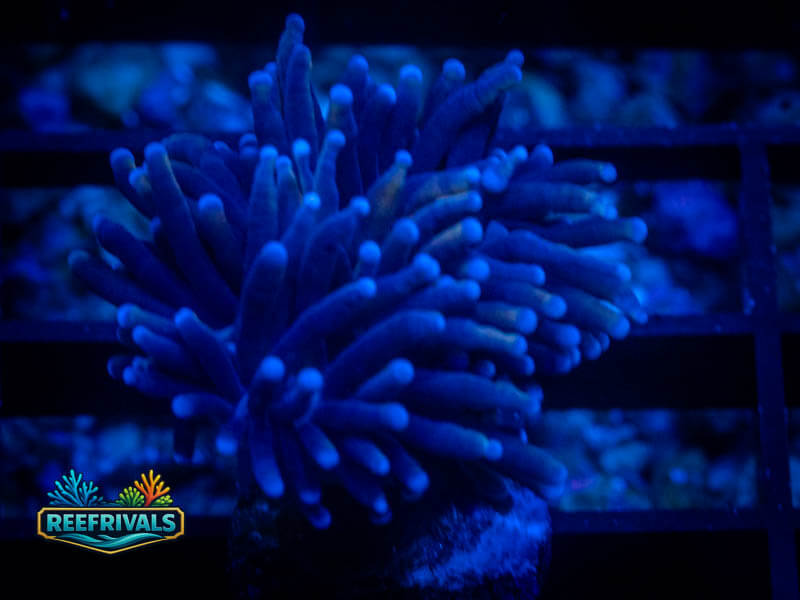 TSA Malaysian Torch coral image from ReefRivals, listed as Euphyllia glabrescens and Soft Coral
