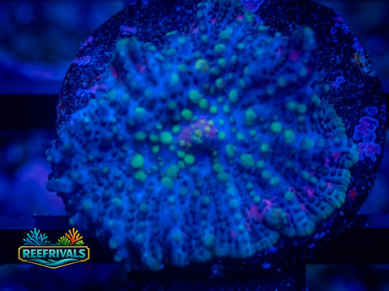 RVL Yellow Oxide Mushroom WYSIWYG coral image | ReefRivals RVL Yellow Oxide Mushroom coral image from ReefRivals, listed as Rhodactis spp. and Mushrooms