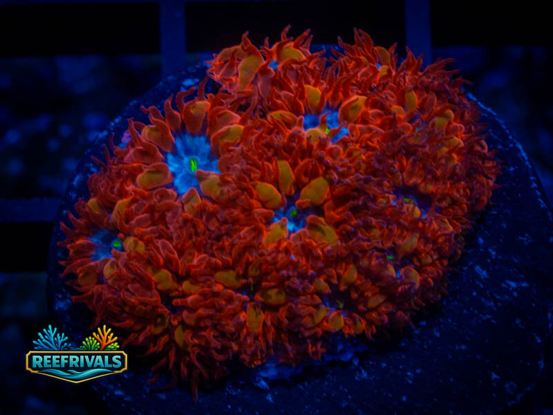 ECC Blue Raven Blasto coral image from ReefRivals, listed as Blastomussa sp. and LPS Fleshy