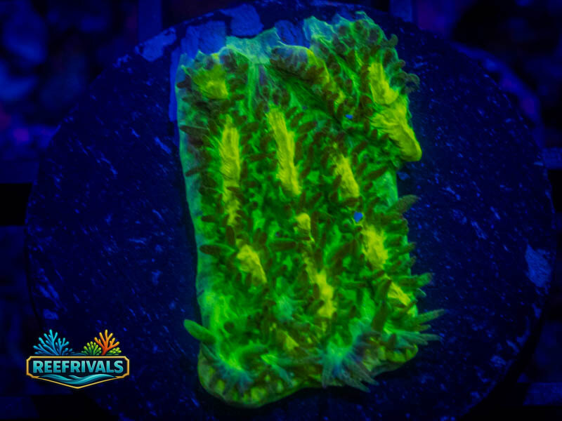 TSA Lemon Lime Hydnophora coral image from ReefRivals, listed as Hydnophora sp. and SPS Branching