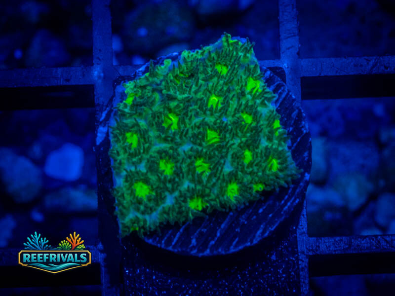 WWC Neon Leptastrea coral image from ReefRivals, listed as Leptastrea sp. and Encrusting