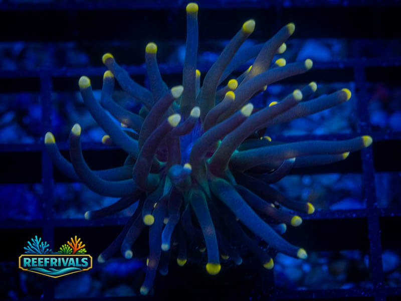 WWC Joker Torch coral image from ReefRivals, listed as Euphyllia glabrescens and Torches