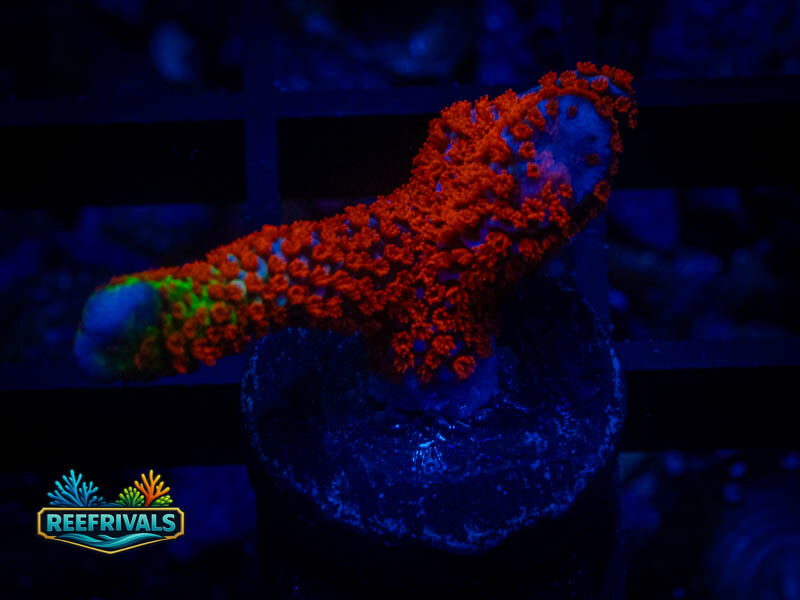 QCC Forest Fire Monti coral image from ReefRivals, listed as Montipora sp. and Montis