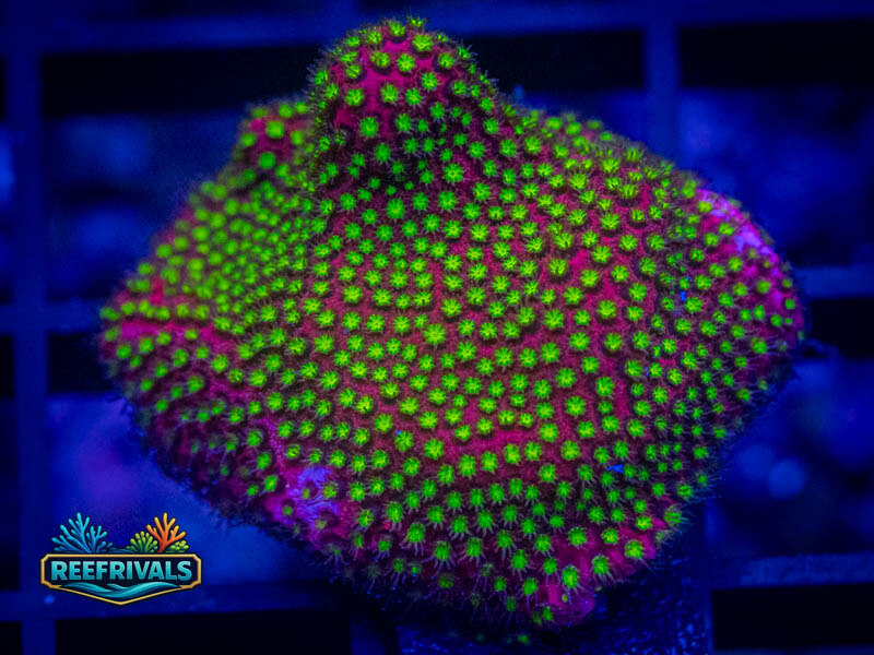 RVL Electric Daisy Stylo coral image from ReefRivals, listed as Stylocoeniella spp. and Encrusting