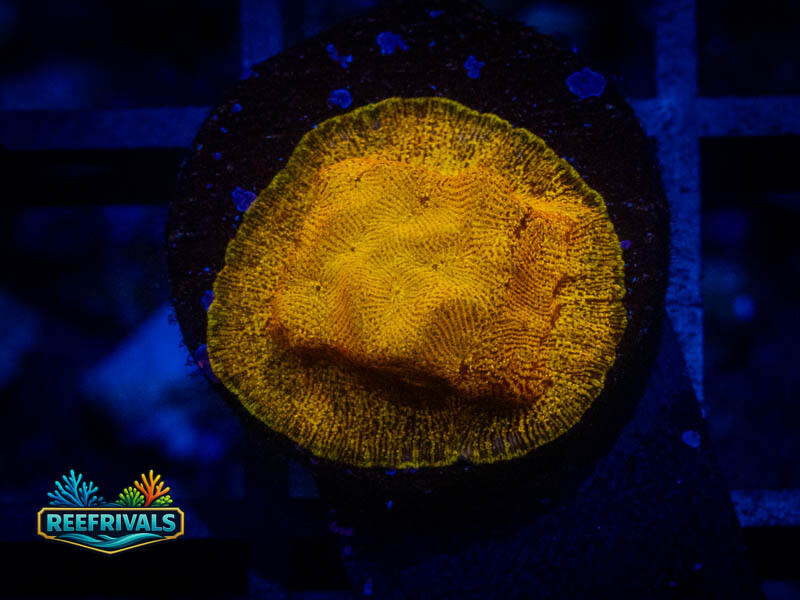 RVL 24K Lepto coral image from ReefRivals, listed as Leptoseris sp. and Encrusting