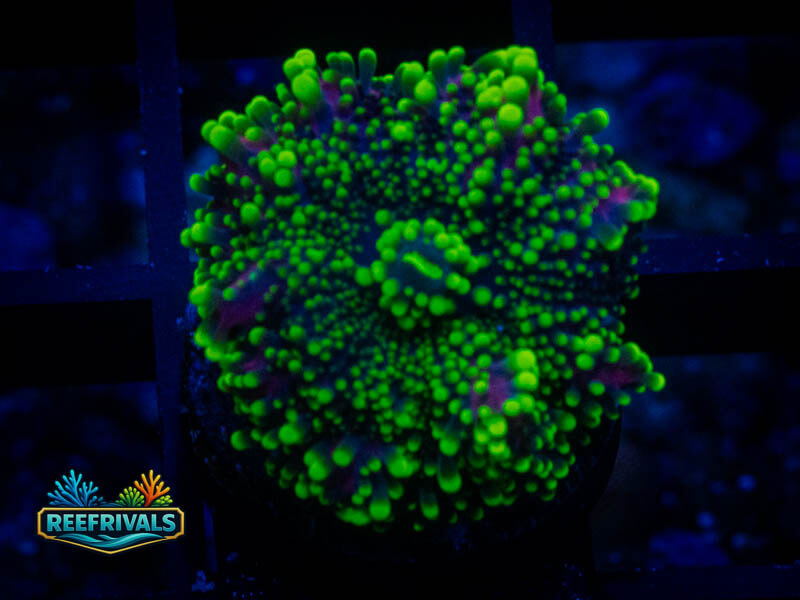 RVL Bruce Banner Mushroom coral image from ReefRivals, listed as Ricordea yuma and Mushrooms
