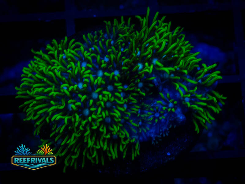Green Star Polyp coral image from ReefRivals, listed as Briareum sp. and Soft Coral