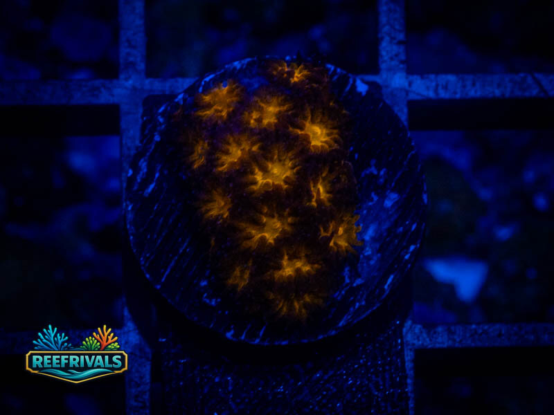 WWC Burning Leptastrea coral image from ReefRivals, listed as Leptastrea sp. and Encrusting