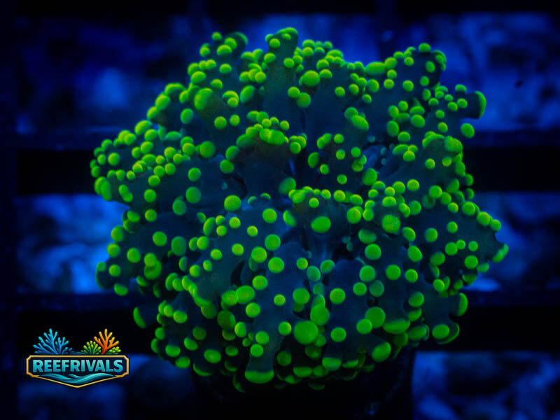 HML Kryptonite Octospawn coral image from ReefRivals, listed as Fimbriaphyllia paraancora and LPS Branching