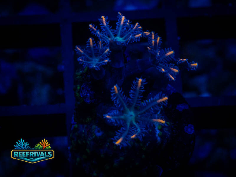 WWC Fireworks Clove Polyps coral image from ReefRivals, listed as Clavularia sp. and Soft Coral