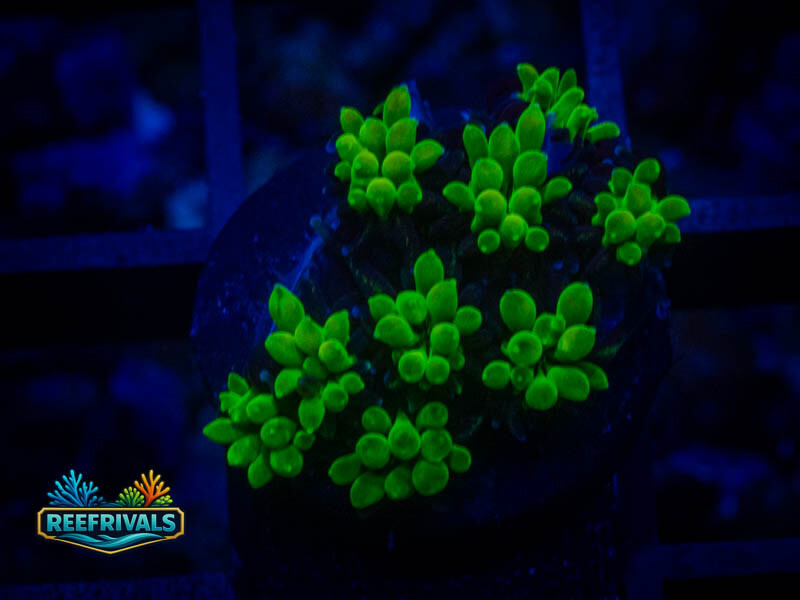 WWC Lemonade Galaxea coral image from ReefRivals, listed as Galaxea sp. and Soft Coral