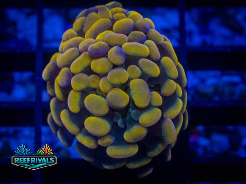 QCC Rasta Gold Hammer coral image from ReefRivals, listed as Fimbriaphyllia ancora and Hammers