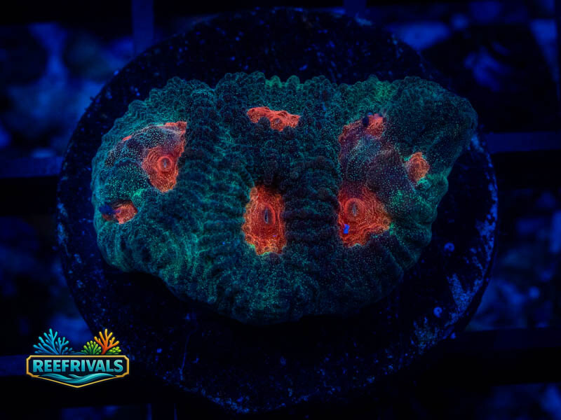 TG Demon Eyes Favia WYSIWYG coral image | ReefRivals TG Demon Eyes Favia coral image from ReefRivals, listed as Favia sp. and Favias