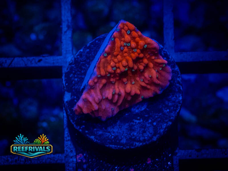 TSA Where's Waldo Monti coral image from ReefRivals, listed as Montipora sp. and Montis