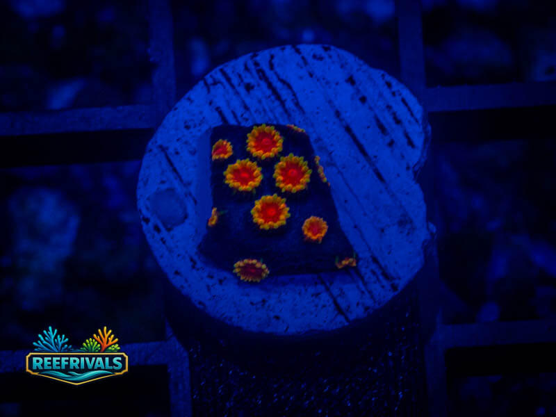 TG Bizarro Cyphastrea coral image from ReefRivals, listed as Cyphastrea sp. and Soft Coral