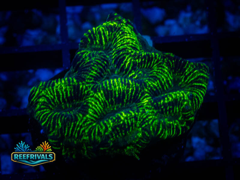 JF High Voltage Platy WYSIWYG coral image | ReefRivals JF High Voltage Platy coral image from ReefRivals, listed as Platygyra sp. and Encrusting