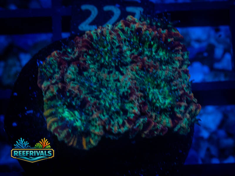 RVL Lava Rim Favia coral image from ReefRivals, listed as Favia sp. and Favias
