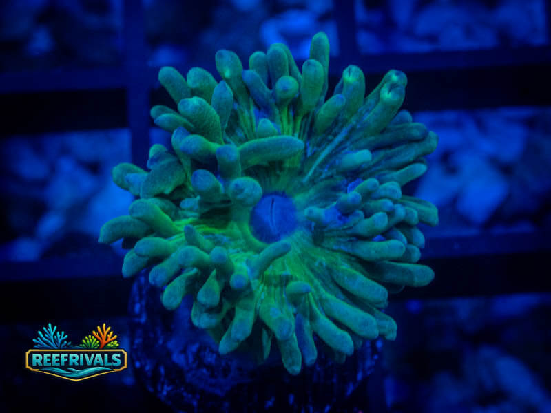 RVL Slytherin Duncan coral image from ReefRivals, listed as Duncanopsammia axifuga and Soft Coral