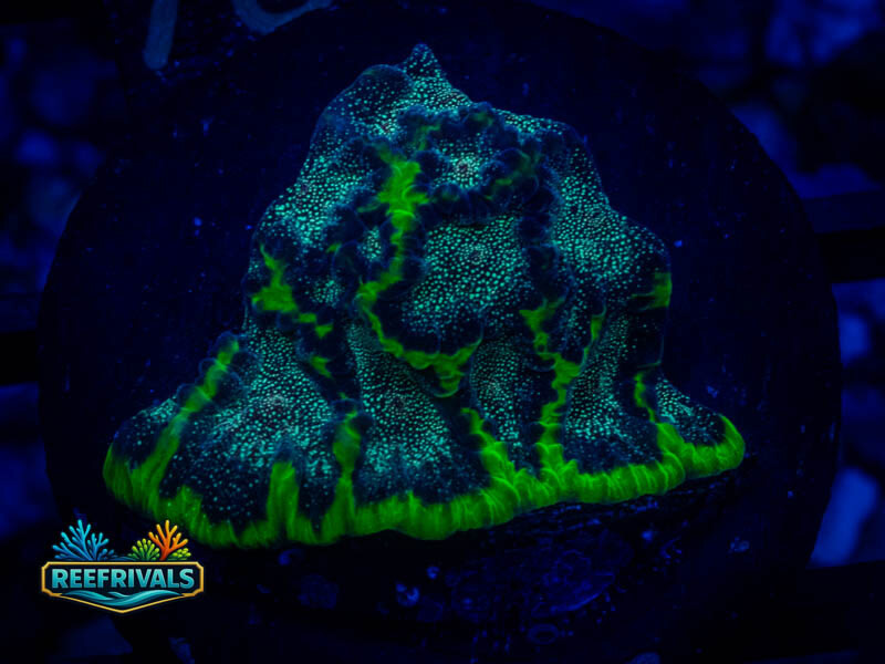TSA Infection Favia coral image from ReefRivals, listed as Favia sp. and Favias