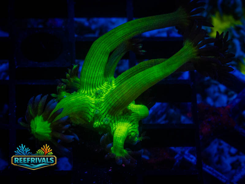 WWC Shadow Flame Goni coral image from ReefRivals, listed as Goniopora sp. and Gonis