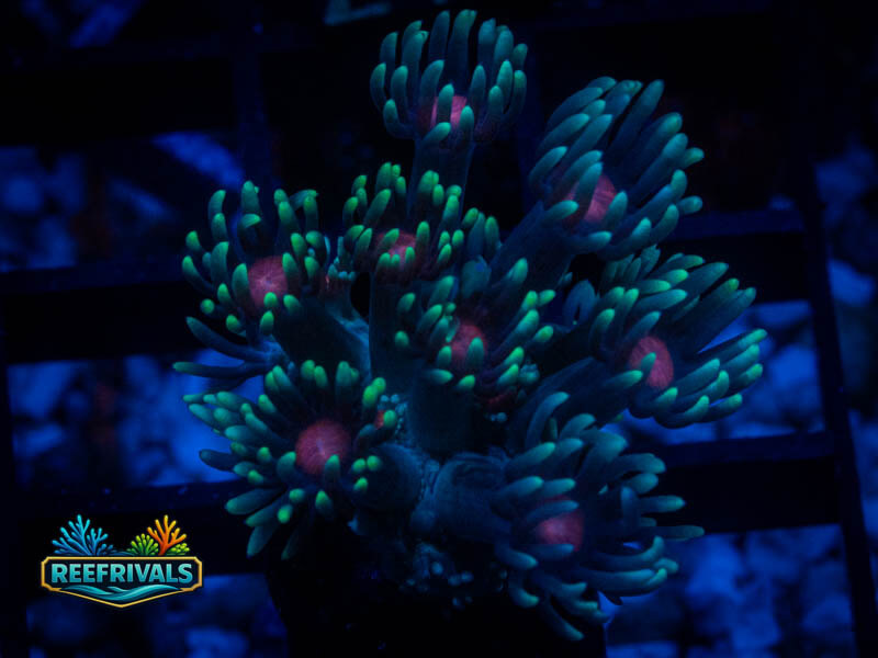 WWC North Star Goni coral image from ReefRivals, listed as Goniopora sp. and Gonis