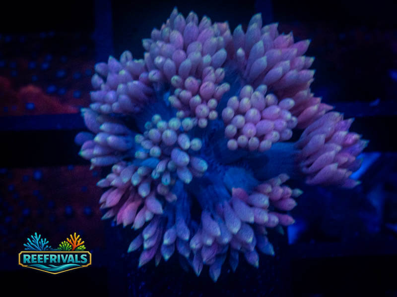 TG Strawberries and Cream Goni coral image from ReefRivals, listed as Goniopora sp. and Gonis