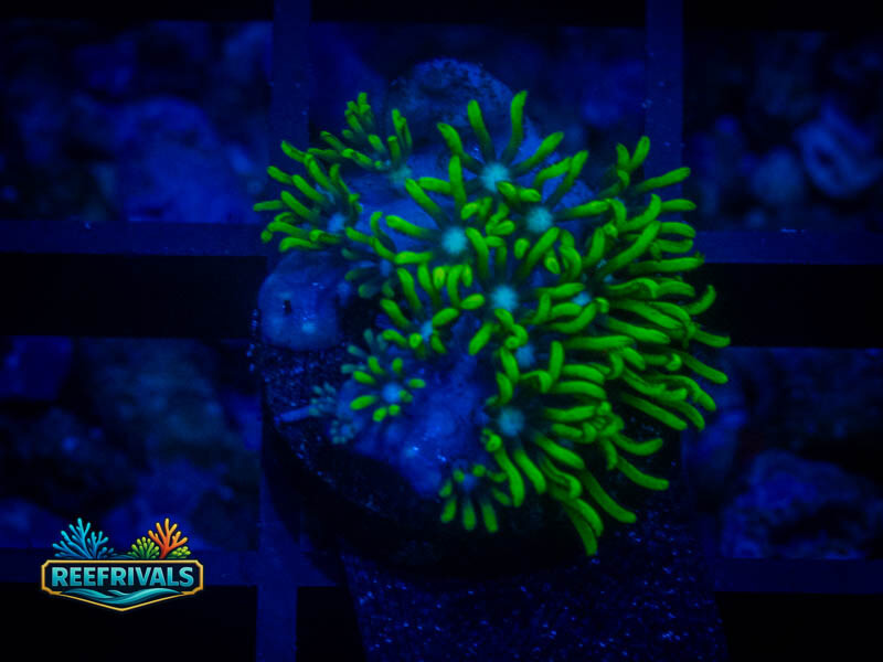 RVL Ble Core GSP coral image from ReefRivals, listed as Briareum sp. and Soft Coral