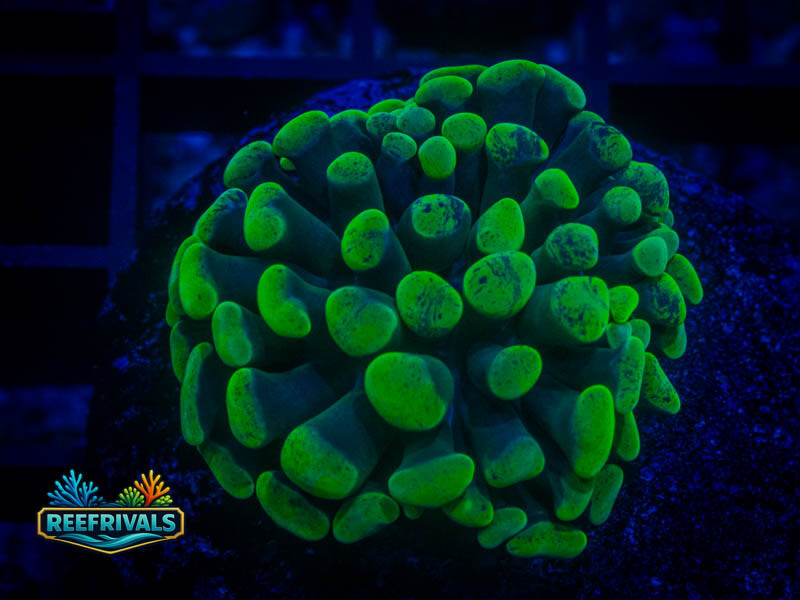 WWC Green Splatter Hammer coral image | ReefRivals WWC Green Splatter Hammer coral image from ReefRivals, listed as Fimbriaphyllia ancora and Hammers