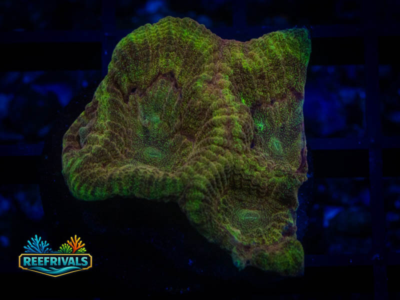 RVL Sahara Desert Favia coral image | ReefRivals RVL Sahara Desert Favia coral image from ReefRivals, listed as Favia sp. and Favias