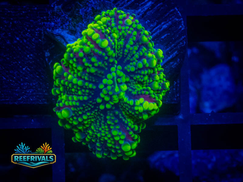 RVL Bruce Banner Mushroom coral image | ReefRivals RVL Bruce Banner Mushroom coral image from ReefRivals, listed as Ricordea yuma and Mushrooms