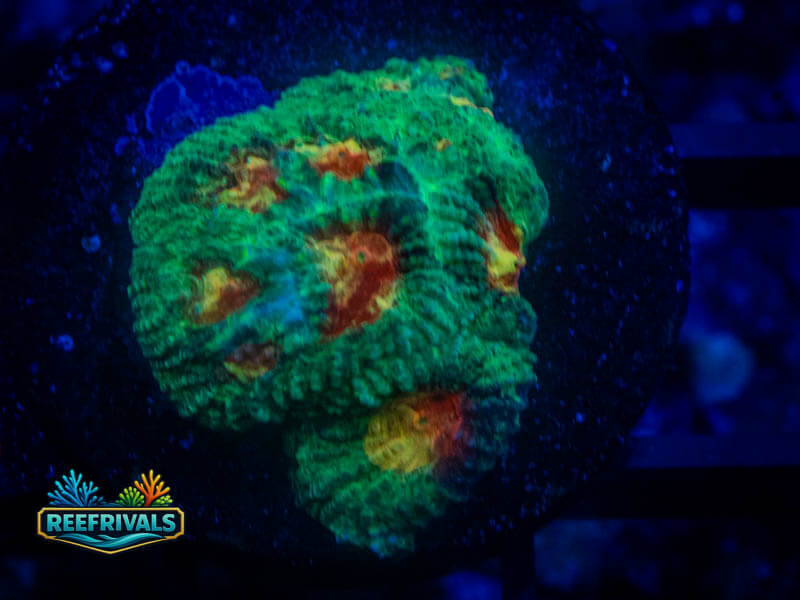 RMF Paradise Favia coral image | ReefRivals RMF Paradise Favia coral image from ReefRivals, listed as Favia sp. and Favias