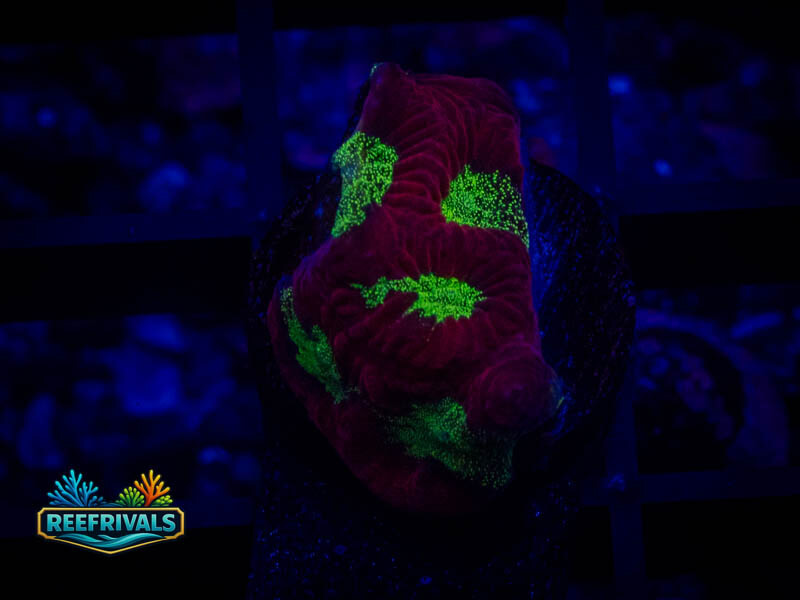 TSA Fire Favia coral image | ReefRivals TSA Fire Favia coral image from ReefRivals, listed as Favia sp. and Favias